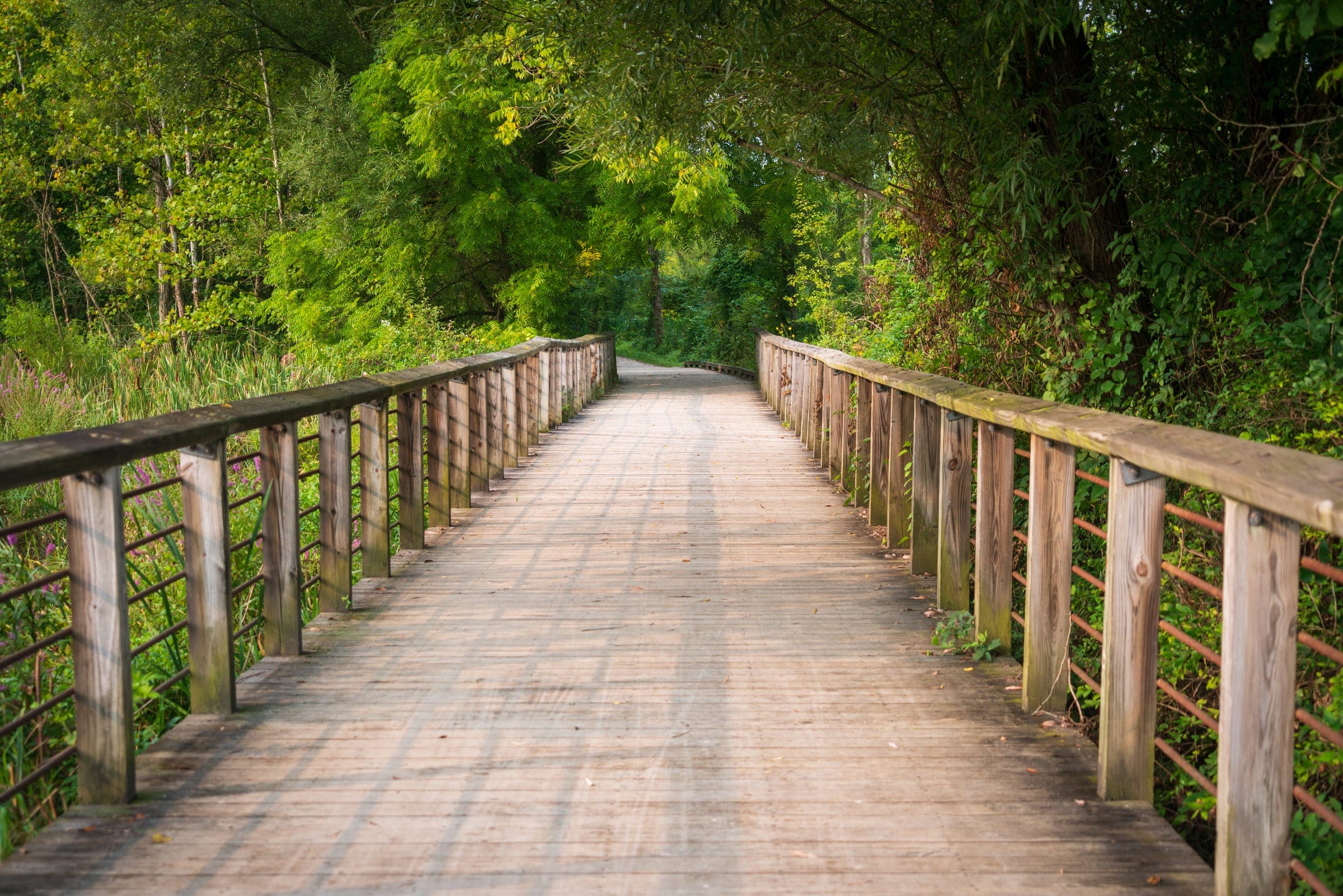 A wooden boardwalk path stretching through a green, sun-dappled forest.